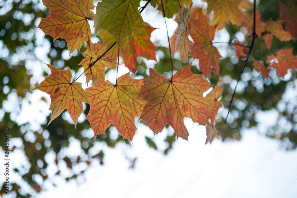 Fototapeta premium yellow tree leafs close-up in Fall season. Shallow depth of field