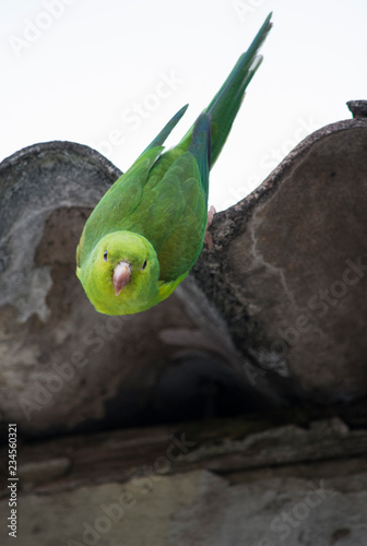 Green parakeet 