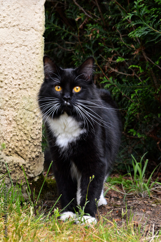Beautiful black cat in a garden