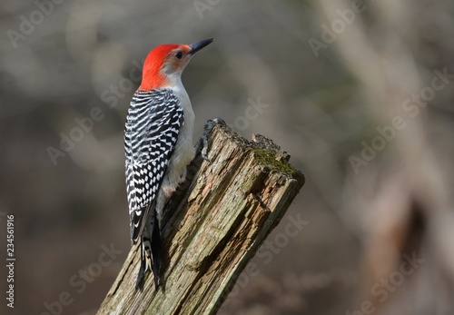 Red Bellied Woodpecker