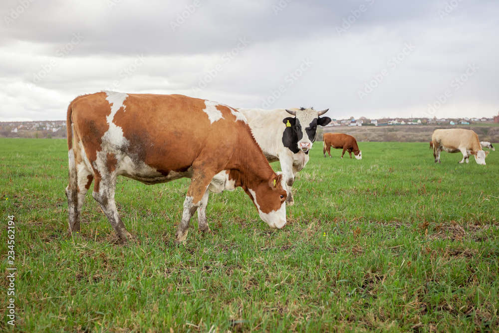 Cows graze in the meadow