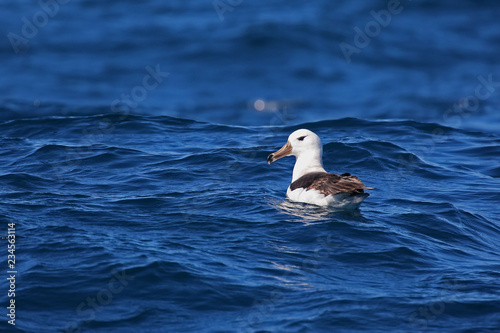 Black-browed albatross floating on Pacific ocean