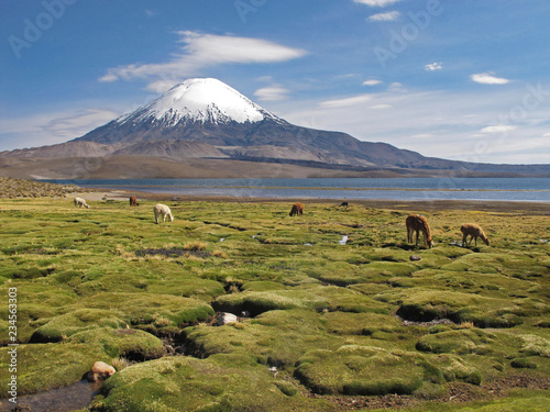 Volcano Parinacota and alpacas grazing in Chile