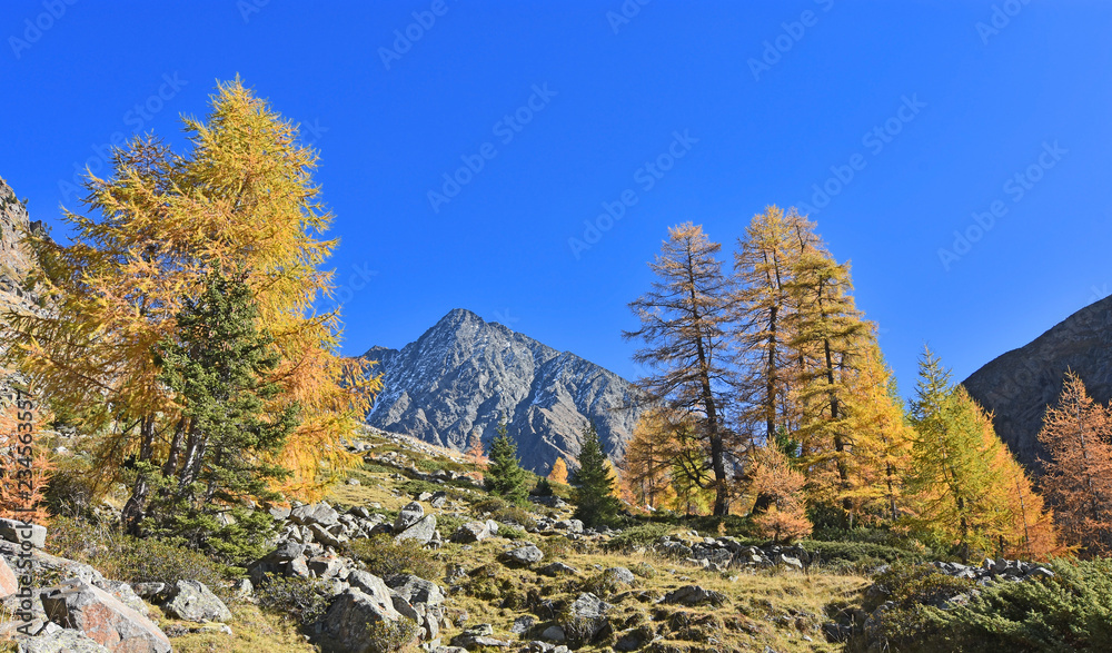Colorful alpine scenery in autumn with trees, rocky mountains, a bit of snow and blue sky. Schrankogel mountain in the background. Stubai Alps, Tirol, Austria.