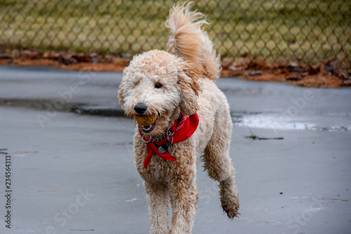Happy Poodle Playing