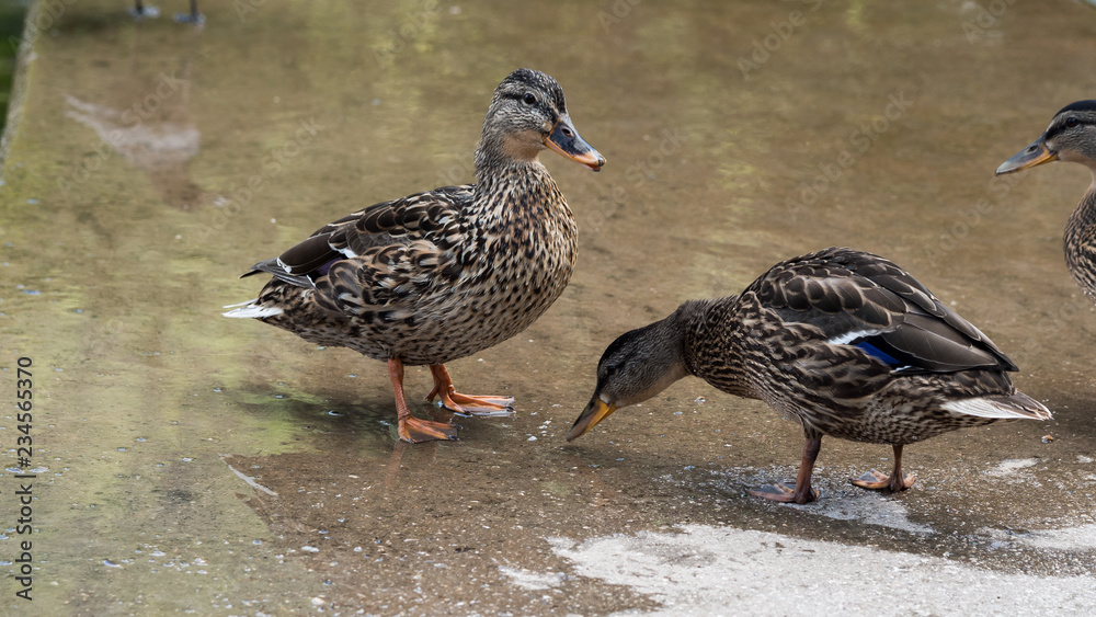 Fototapeta premium Mallard duck water