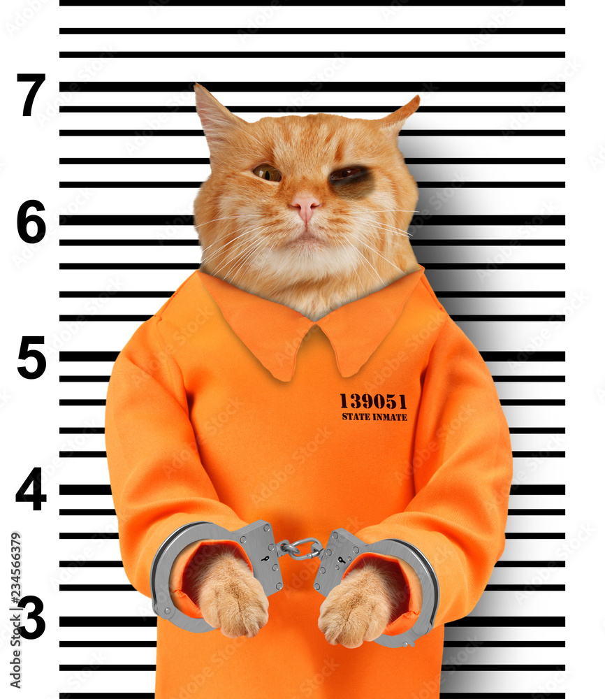Bad cat with handcuffs on white background. Cat is wearing a orange jump  suit. Violation of the law. Stock Photo