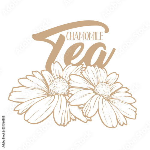 Chamomile tea hand drawn engraving illustration. Organic drink. Tea herbs drawing. Camomile packaging and advertising design. Herbal drink logo concept. Daisy flowers isolated vector
