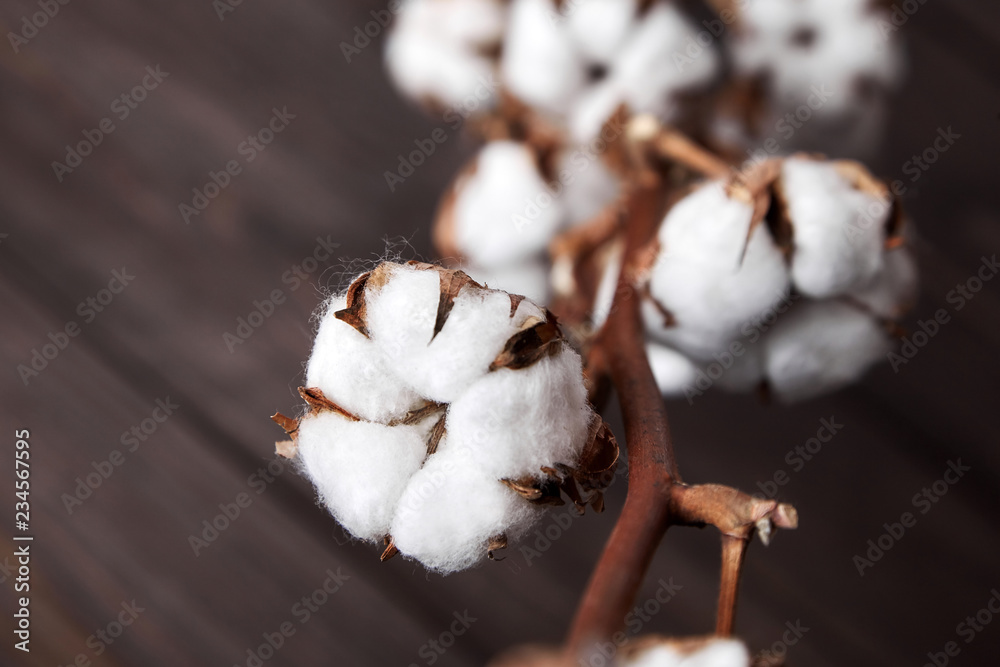 Branch of white cotton flowers on brown wooden background. Closeup Branch of white cotton flowers on brown wooden background. Closeup