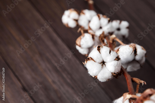 Branch of white cotton flowers on brown wooden background © mikeosphoto