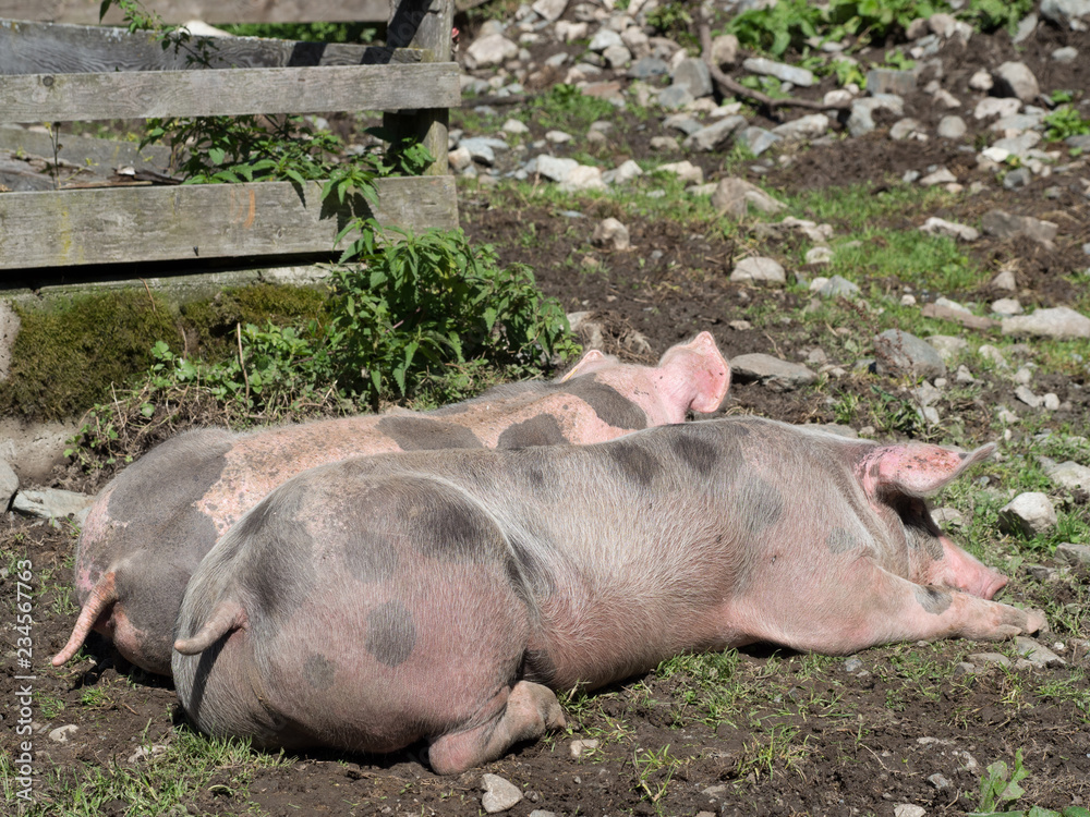 Pig in pasture Pig in pasture