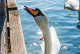 Beautiful swan close up, Switzerland
