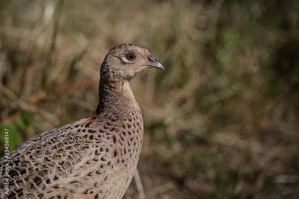 wild game bird, female pheasant (phasianus colchicus) 1 wild game bird, female pheasant (phasianus colchicus) 1