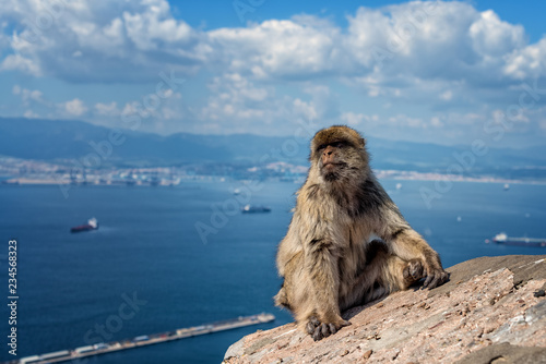 Macaque in Gibraltar © Graham