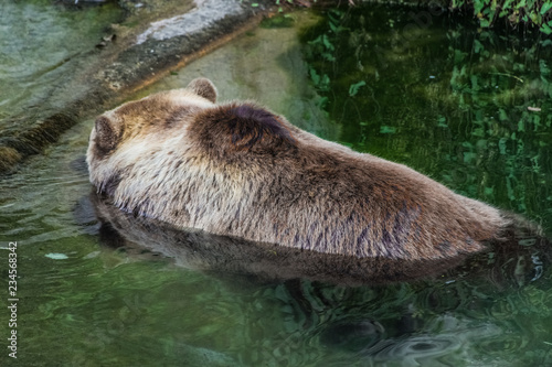 Beautiful brown bear in the bear pit of Bern, Switzerland photo