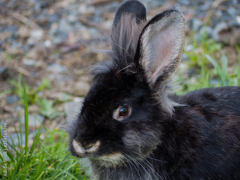 Obraz premium Black bunny portrait