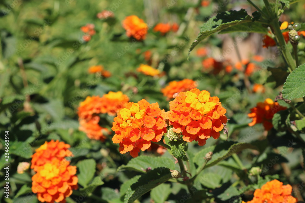 Flower Flower