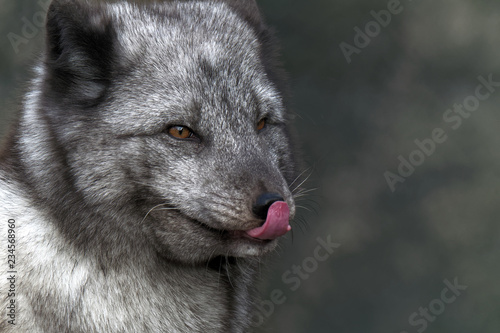 Artic fox licking snout