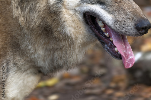Wolf mouth (artistic framing)