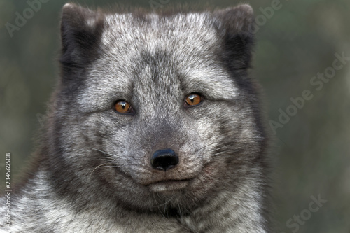 Arctic fox portrait