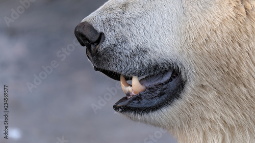 Polar bear muzzle