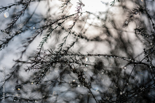 abstract reflections from raindrops in wet branches of bushes