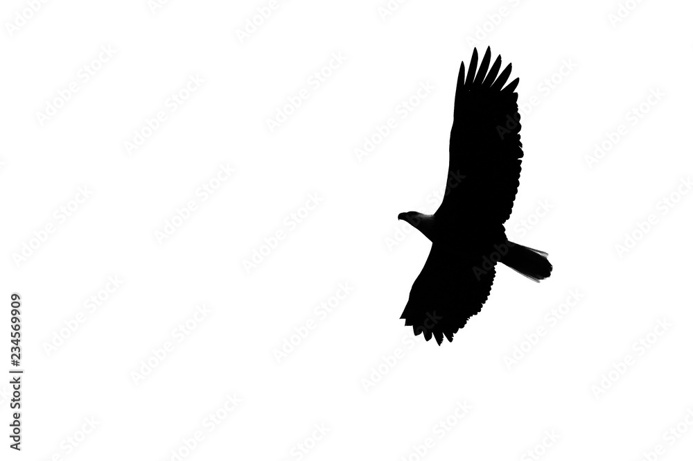 Naklejka premium Bird in flight silhouette