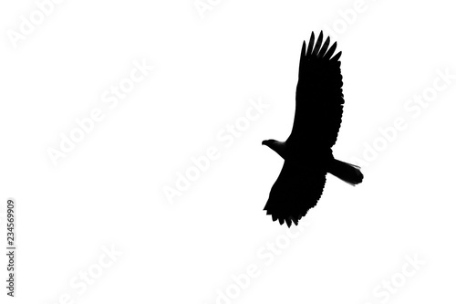 Bird in flight silhouette © Graham