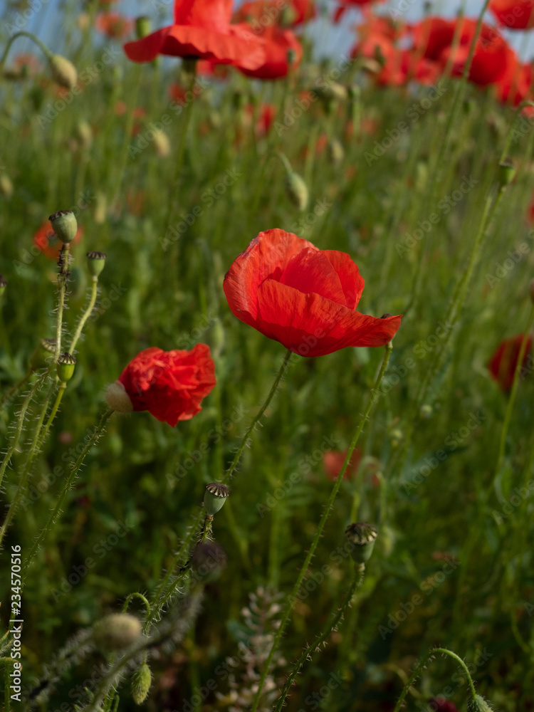 Field of red corny poppy flowers (Papaver Rhoeas) in spring Field of red corny poppy flowers (Papaver Rhoeas) in spring