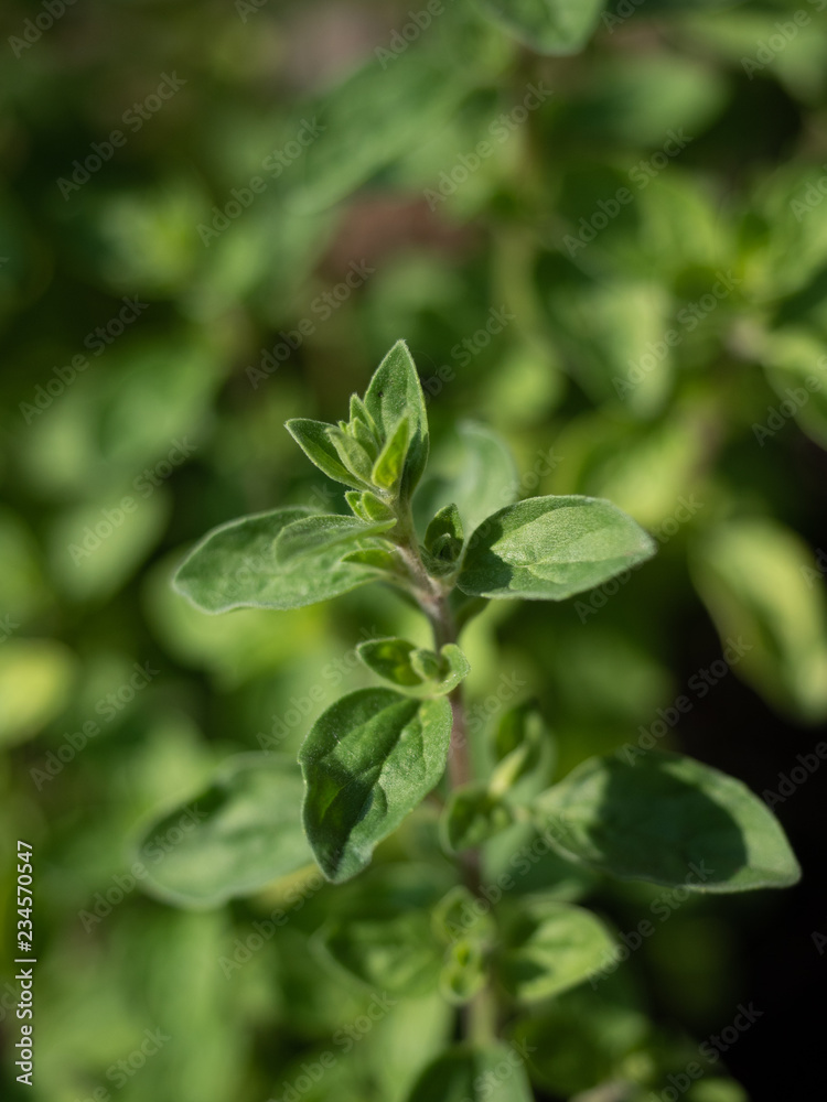 Fresh green oregano (origanum) leaves in the garden. Overhed view. Fresh green oregano (origanum) leaves in the garden. Overhed view.