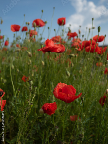 Field of red corny poppy flowers (Papaver Rhoeas) in spring