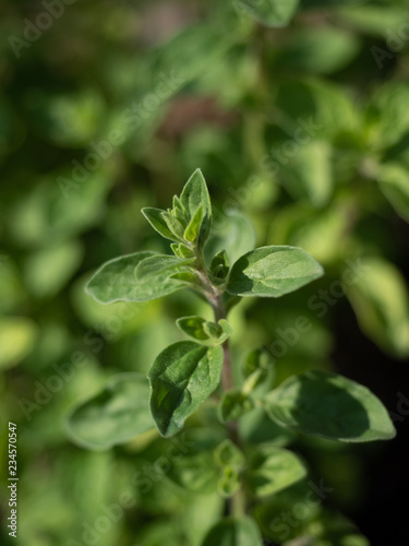 Fresh green oregano (origanum) leaves in the garden. Overhed view. 