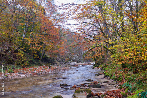 Fototapeta Naklejka Na Ścianę i Meble -  River flowing through forest in the fall