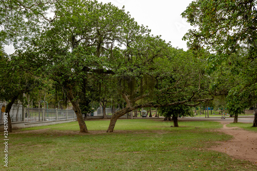 lawn with tree in background