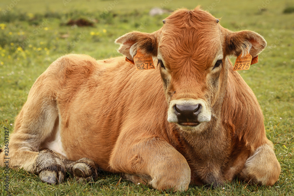 A beautiful calf lying down on green grass looking at the camera in a field in the north of Spain. Animals. Cattle. Asturias, Covadonga. A beautiful calf lying down on green grass looking at the camera in a field in the north of Spain. Animals. Cattle. Asturias, Covadonga.