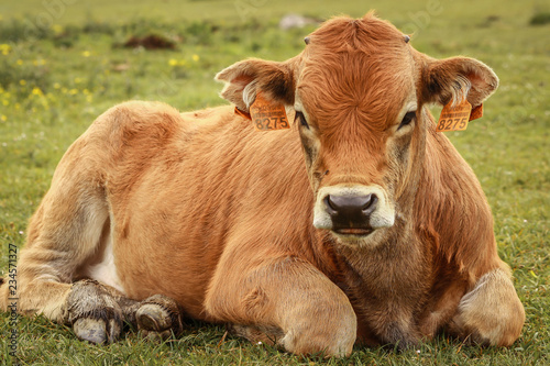 Photo A beautiful calf lying down on green grass looking at the camera in a field in the north of Spain