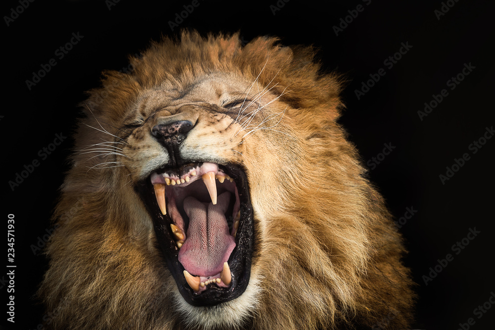 portrait of a lion - obrazy, fototapety, plakaty 