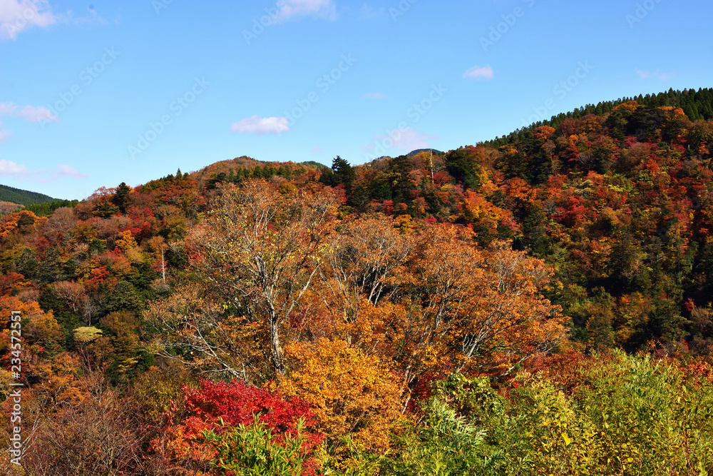 九酔渓の紅葉 九酔渓の紅葉