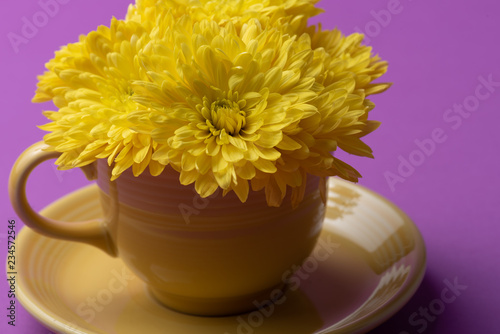 Close up of yellow mums in a yellow cup and saucer on a magenta background. photo