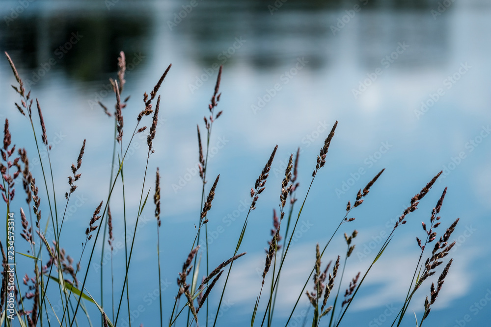 calm summer day view by the lake with clean water calm summer day view by the lake with clean water