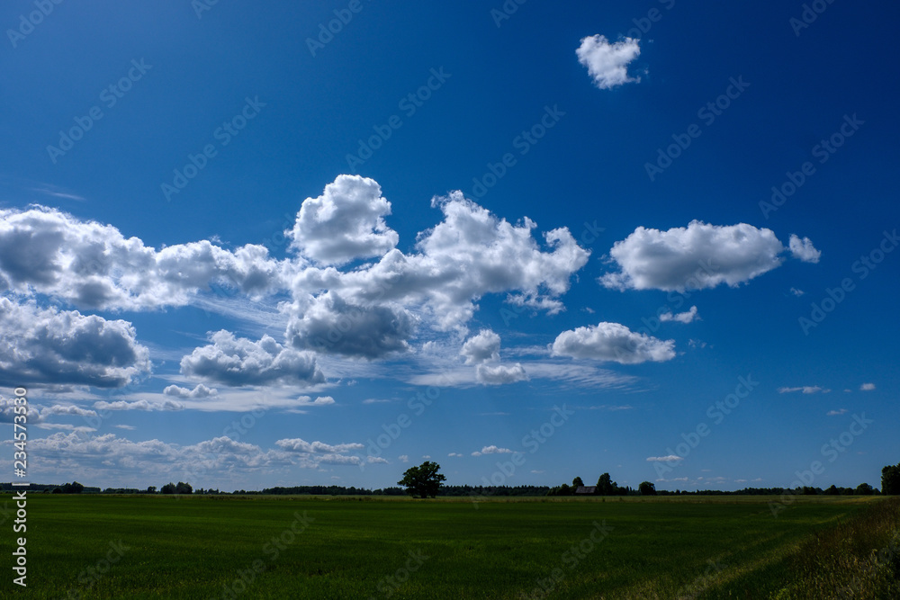 sunny meadow with different flowers in summer day sunny meadow with different flowers in summer day