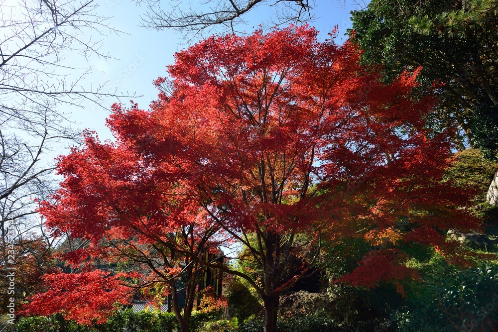 三島公園の紅葉