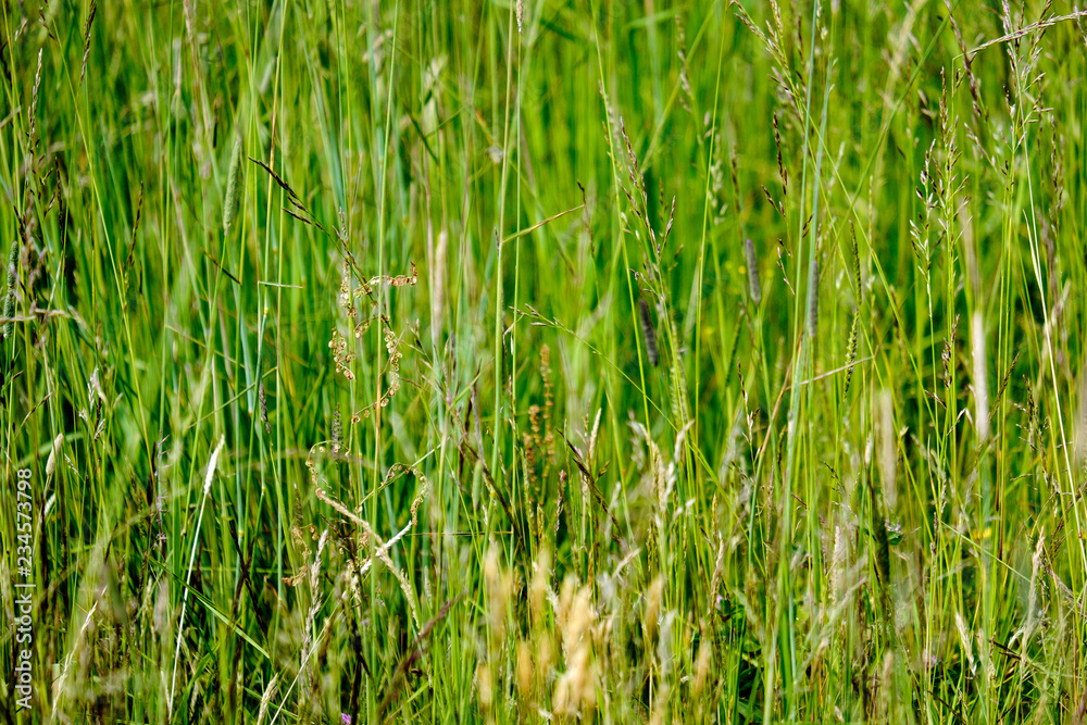 sunny meadow with different flowers in summer day sunny meadow with different flowers in summer day
