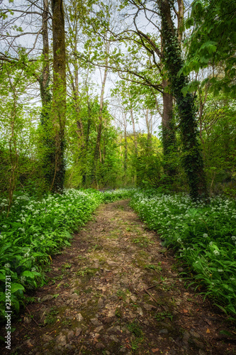 woodland path way with wild garlic 