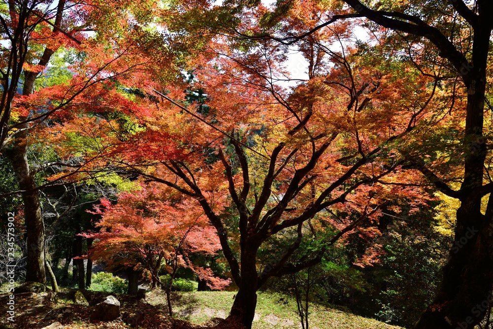 三島公園の紅葉