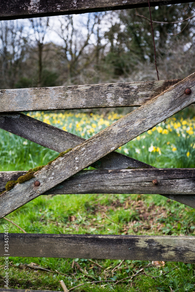 Daffodils in the field bright yellow