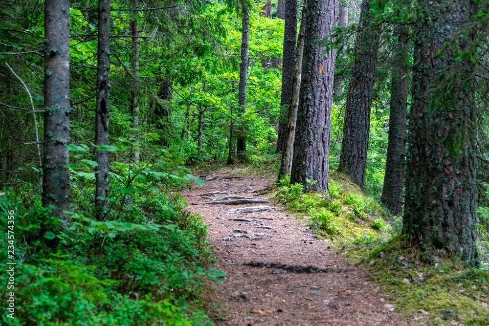 Fototapeta premium dirt road in clean pine tree forest