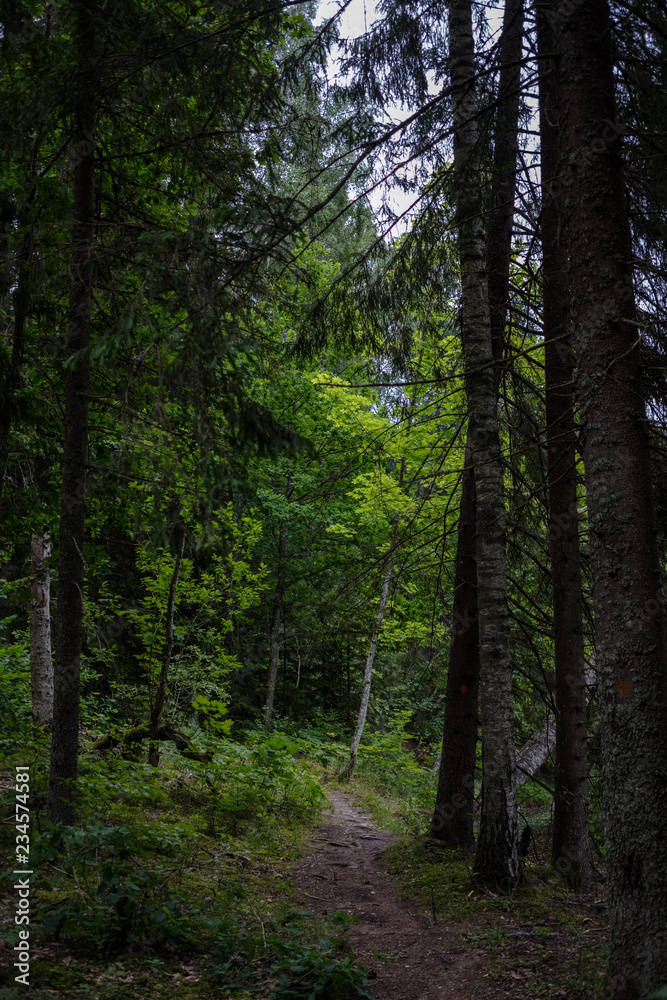 dirt road in clean pine tree forest dirt road in clean pine tree forest
