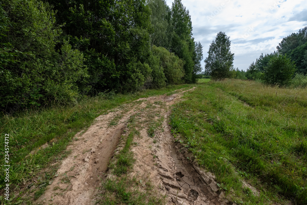 dirt road in clean pine tree forest dirt road in clean pine tree forest