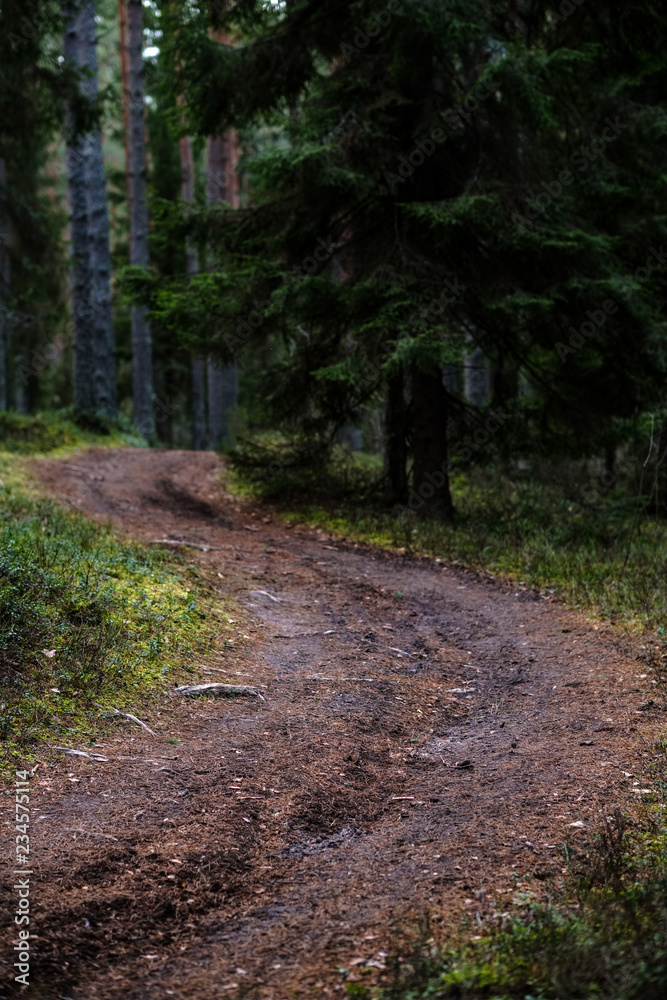 Fototapeta premium dirt road in clean pine tree forest